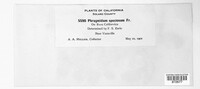 Phragmidium speciosum image